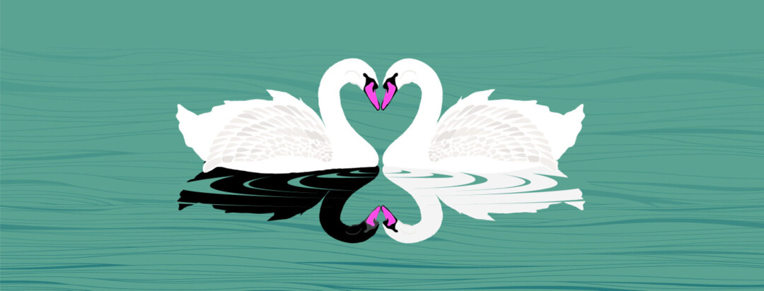 Black swan and white swan. Two swans forming a heart, reflections in the water.